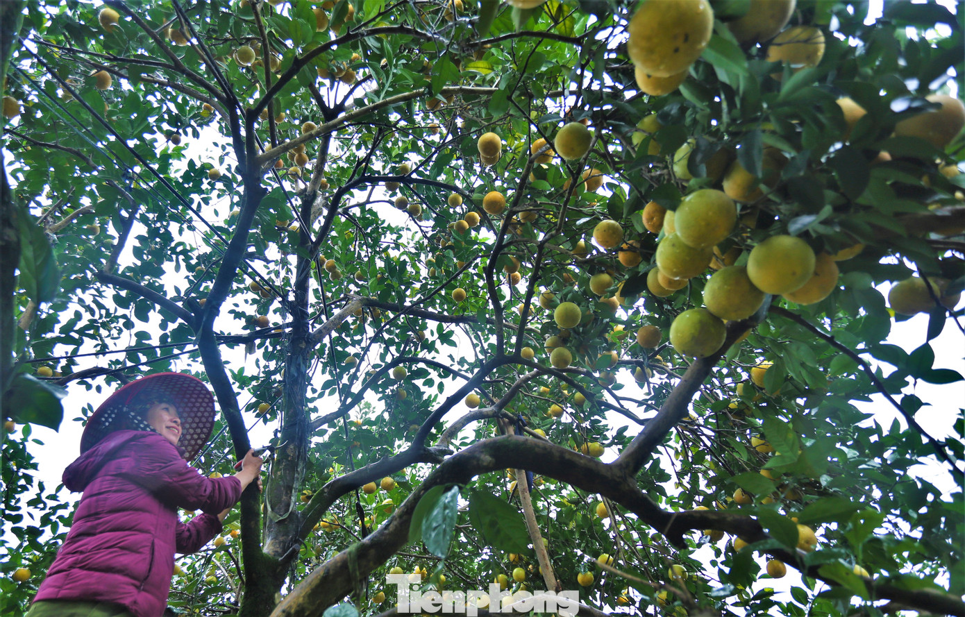 Số còn lại được thương lái và người tiêu dùng thu mua tại vườn với giá cao. Hiện nay, cam giòn được bán với giá 50.000 - 55.000 đồng/kg, cam chanh được bán với giá 25.000 đồng/kg. Trong hình, bà Hiền phải dùng thang leo lên từng nhánh mới có thể thu hoạch được quả từ các cây cam “cổ thụ”.