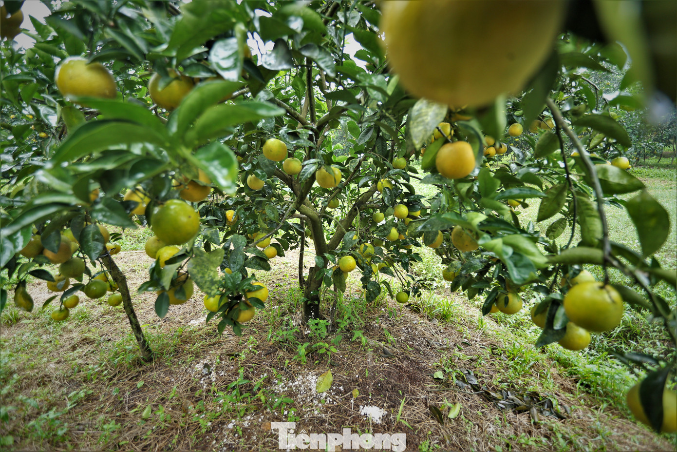 Với mục tiêu đưa quả cam Thượng Lộc ra thị trường vào đúng dịp Tết Nguyên đán, người trồng đã chú trọng khâu chăm sóc, điều chỉnh quá trình bón phân, tỉa ngọn, cắt cành để quả chín muộn hơn.