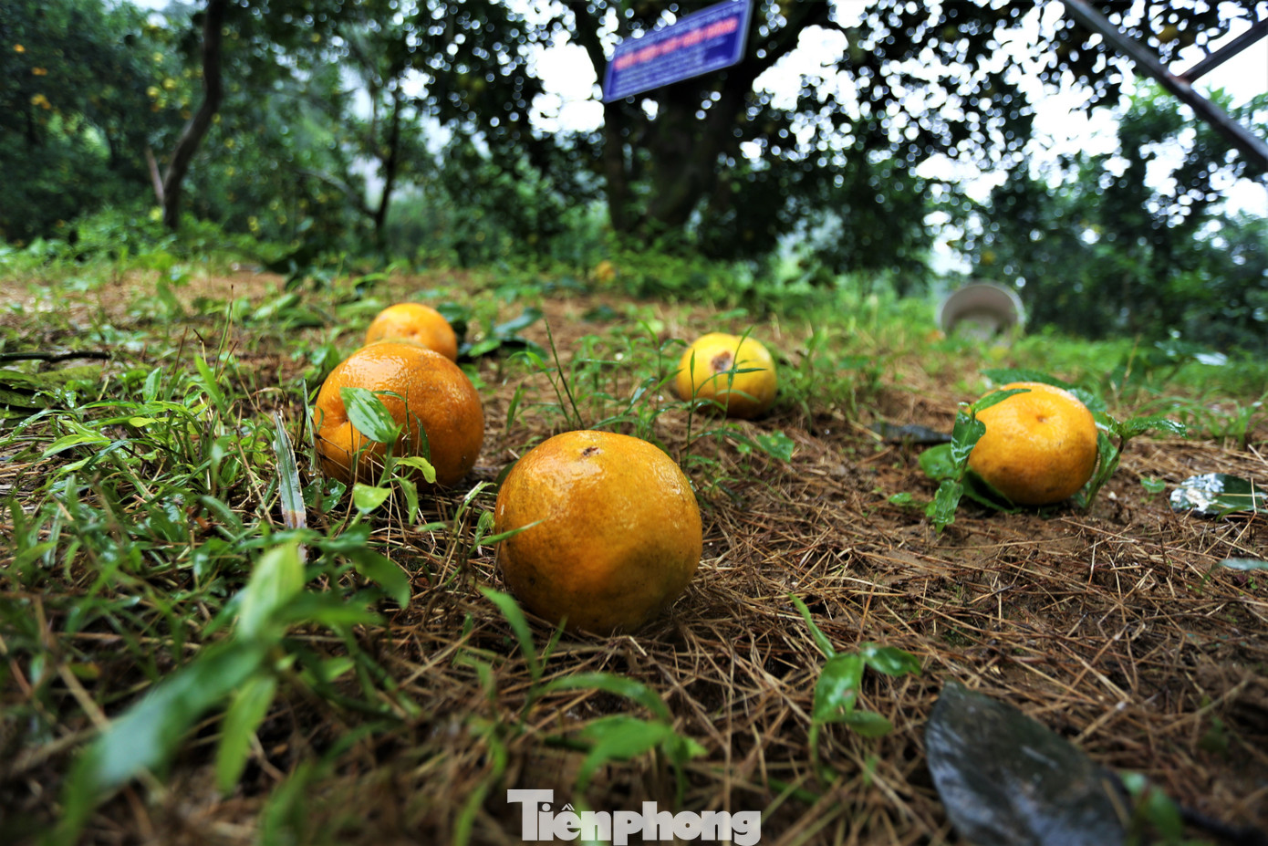 Do đang mùa mưa, một lượng lớn cam bị rụng quả. Để hạn chế sâu bệnh, ảnh hưởng sự sinh trưởng của cây, cam hỏng sẽ được thu gom làm thức ăn cho gia súc hoặc ủ phân.