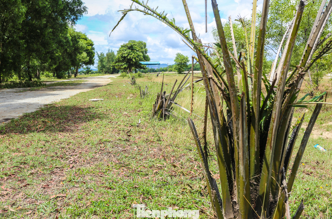 Hệ thống cây xanh chết dần. Hệ thống cây xanh chết dần.