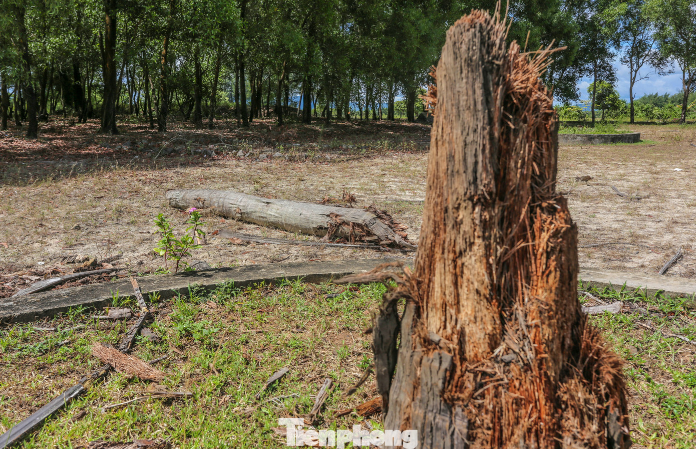 Hệ thống cây xanh chết dần. Hệ thống cây xanh chết dần.