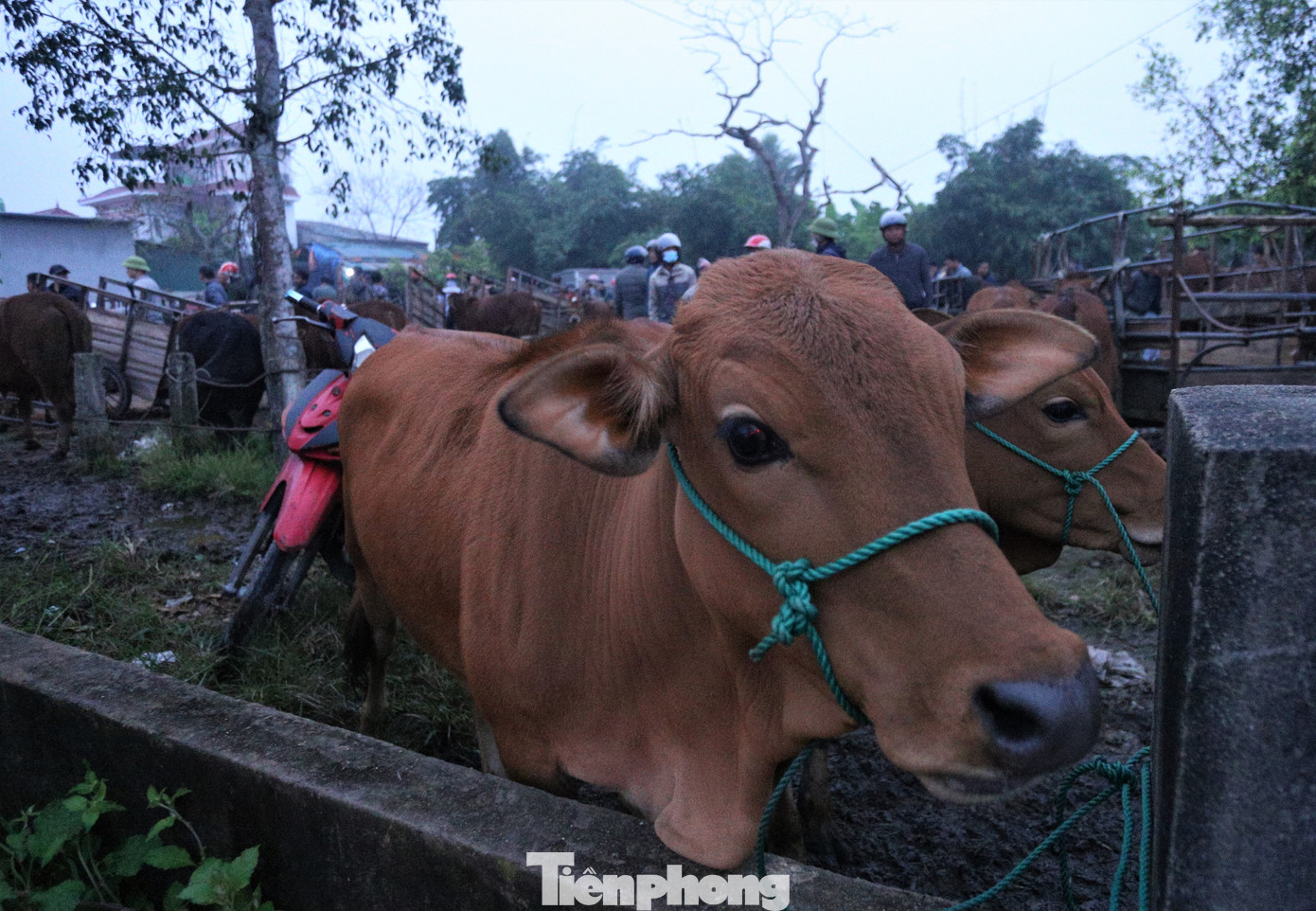 “Mật ngữ” mua bán và cách chốt giá độc đáo tại chợ. “Mật ngữ” mua bán và cách chốt giá độc đáo tại chợ.