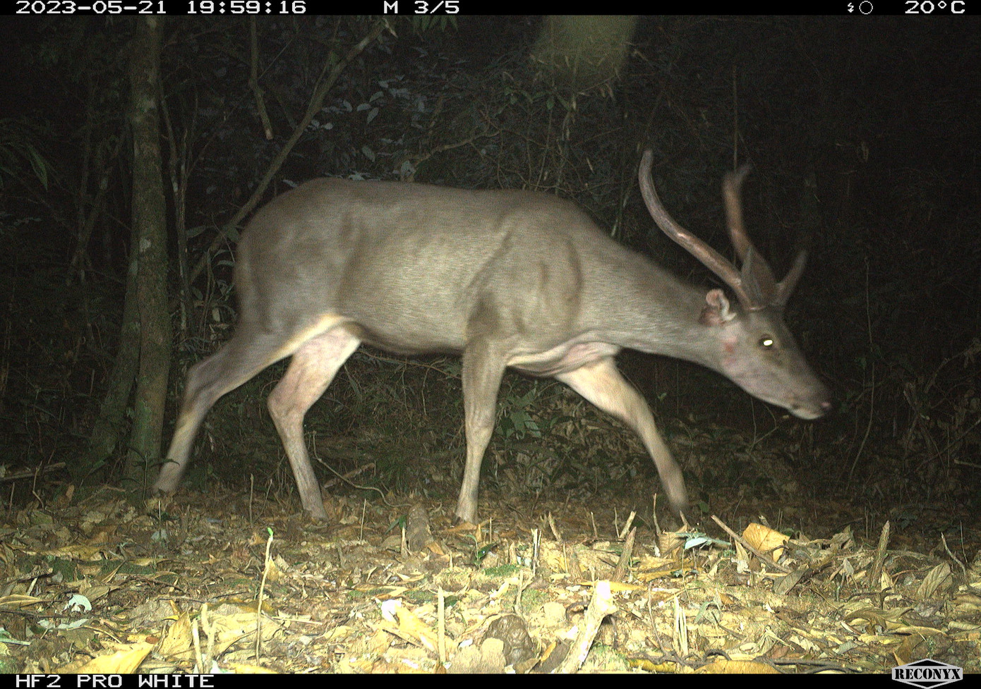 Đặc biệt, một số loài rất quan trọng cho công tác bảo tồn tại khu vực, cần có các phương án bảo vệ nghiêm ngặt, như: Mang lớn (một dạng hươu), mang Trường Sơn, thỏ vằn Trường Sơn, cầy vằn Bắc, voi châu Á.