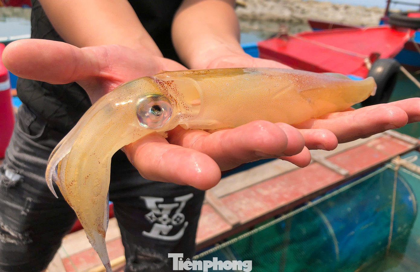 Theo người dân, mực nhảy là những con mực khi vớt lên để chế biến vẫn còn sống, giãy đành đạch, mắt và các sao phát sáng trên thân mực nhấp nháy liên tục. Theo người dân, mực nhảy là những con mực khi vớt lên để chế biến vẫn còn sống, giãy đành đạch, mắt và các sao phát sáng trên thân mực nhấp nháy liên tục.