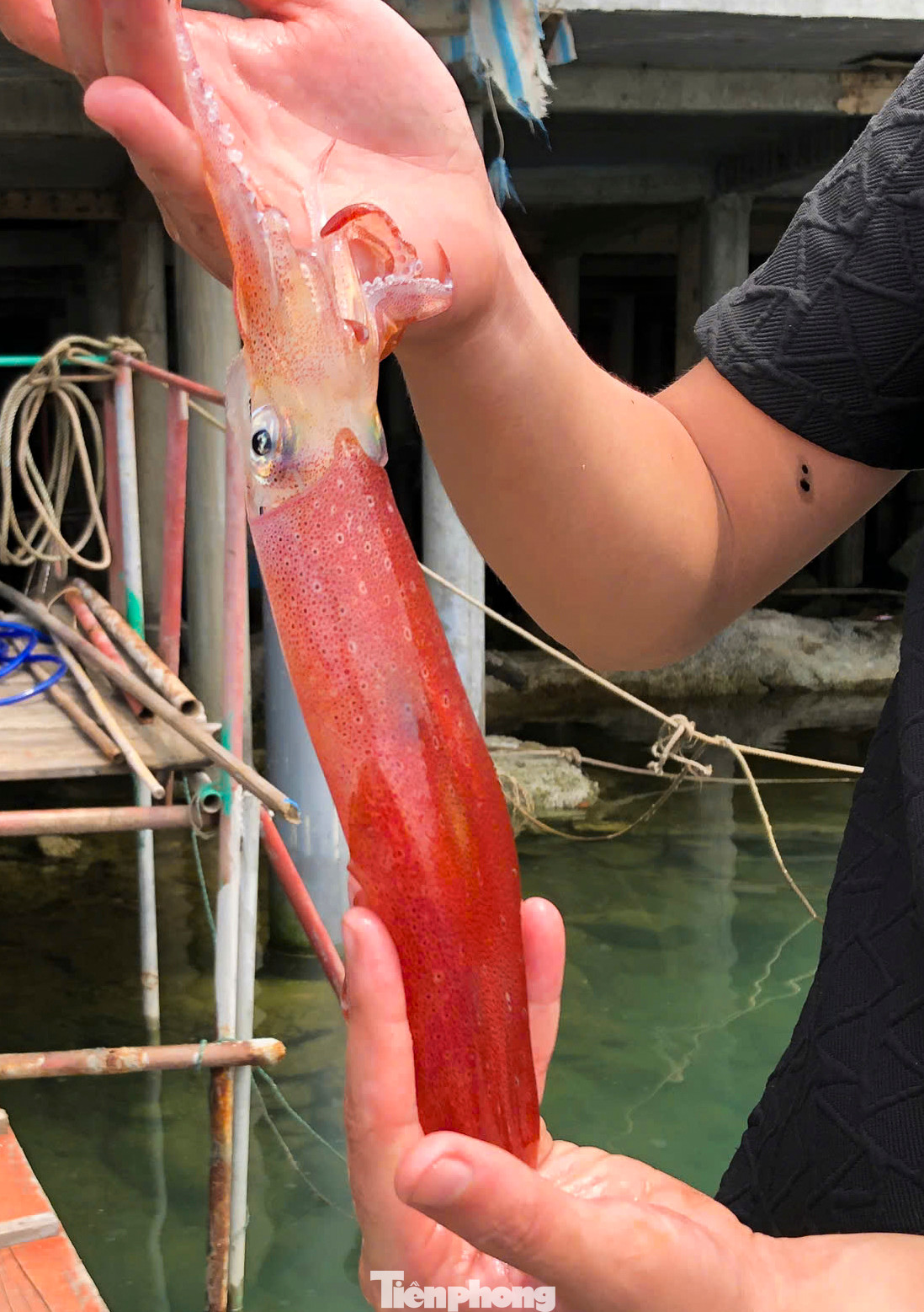 Mực nhảy Hà Tĩnh có bề ngoài lấp lánh rất bắt mắt. Mắt của mực liên tục chớp trong lúc đang nhảy. Con mực khi vớt lên để chế biến vẫn còn sống. Những ngày đầu hè, hơn 20 nhà hàng bè nổi tại xã Kỳ Lợi tất bật đón khách đến thưởng thức đặc sản mực nhảy. Mực nhảy Hà Tĩnh có bề ngoài lấp lánh rất bắt mắt. Mắt của mực liên tục chớp trong lúc đang nhảy. Con mực khi vớt lên để chế biến vẫn còn sống. Những ngày đầu hè, hơn 20 nhà hàng bè nổi tại xã Kỳ Lợi tất bật đón khách đến thưởng thức đặc sản mực nhảy.