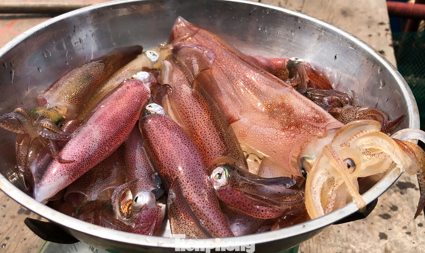 Theo người dân, mực nhảy là những con mực khi vớt lên để chế biến vẫn còn sống, giãy đành đạch, mắt và các sao phát sáng trên thân mực nhấp nháy liên tục. Theo người dân, mực nhảy là những con mực khi vớt lên để chế biến vẫn còn sống, giãy đành đạch, mắt và các sao phát sáng trên thân mực nhấp nháy liên tục.