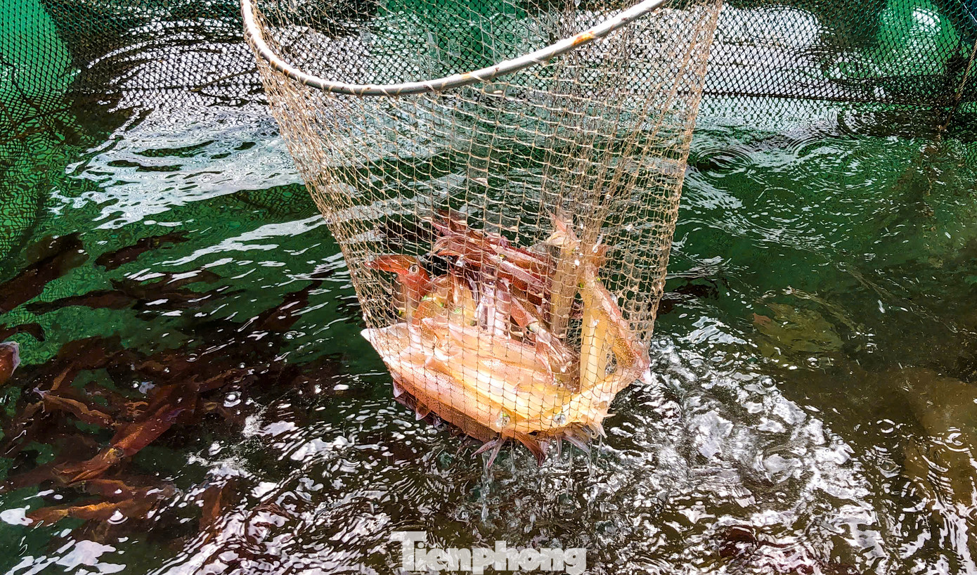 Mực nhảy được vớt lên từ khu vực nuôi lồng bè của nhà hàng tại xã Kỳ Lợi. Mực nhảy được vớt lên từ khu vực nuôi lồng bè của nhà hàng tại xã Kỳ Lợi.