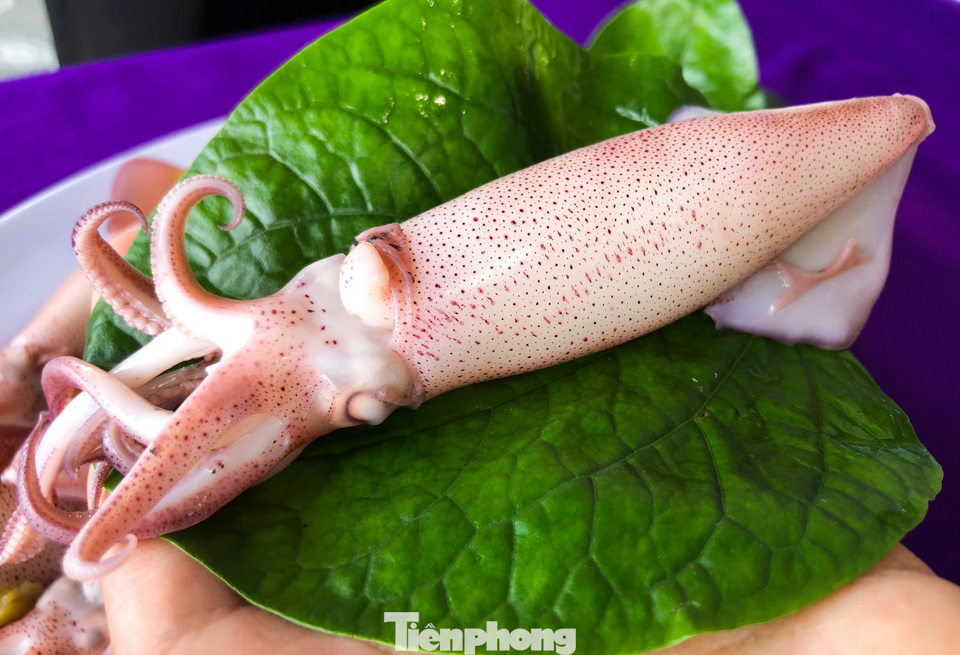 Mực nhảy ngon nhất khi vừa vớt lên từ lồng nuôi, rửa sạch để nguyên con đem làm sashimi (gỏi mực), luộc, hấp bia, hoặc kho gừng. Vị ngọt và béo, độ giòn của con mực còn tươi nguyên khiến mực nhảy Vũng Áng không thể lẫn với mực vùng khác. Mực nhảy ngon nhất khi vừa vớt lên từ lồng nuôi, rửa sạch để nguyên con đem làm sashimi (gỏi mực), luộc, hấp bia, hoặc kho gừng. Vị ngọt và béo, độ giòn của con mực còn tươi nguyên khiến mực nhảy Vũng Áng không thể lẫn với mực vùng khác.