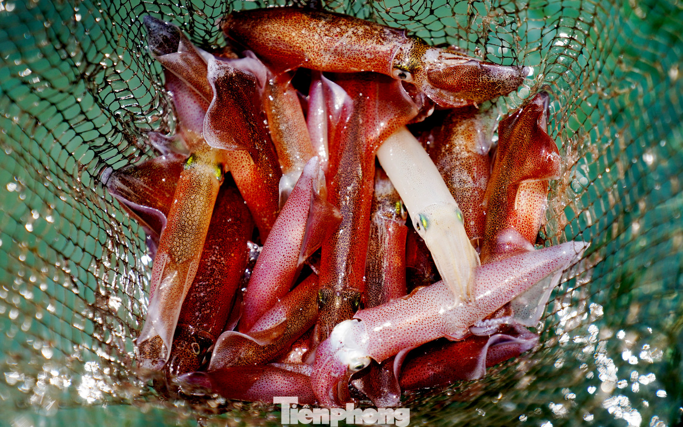 Theo người dân, mực nhảy là những con mực khi vớt lên để chế biến vẫn còn sống, giãy đành đạch, mắt và các sao phát sáng trên thân mực nhấp nháy liên tục. Theo người dân, mực nhảy là những con mực khi vớt lên để chế biến vẫn còn sống, giãy đành đạch, mắt và các sao phát sáng trên thân mực nhấp nháy liên tục.