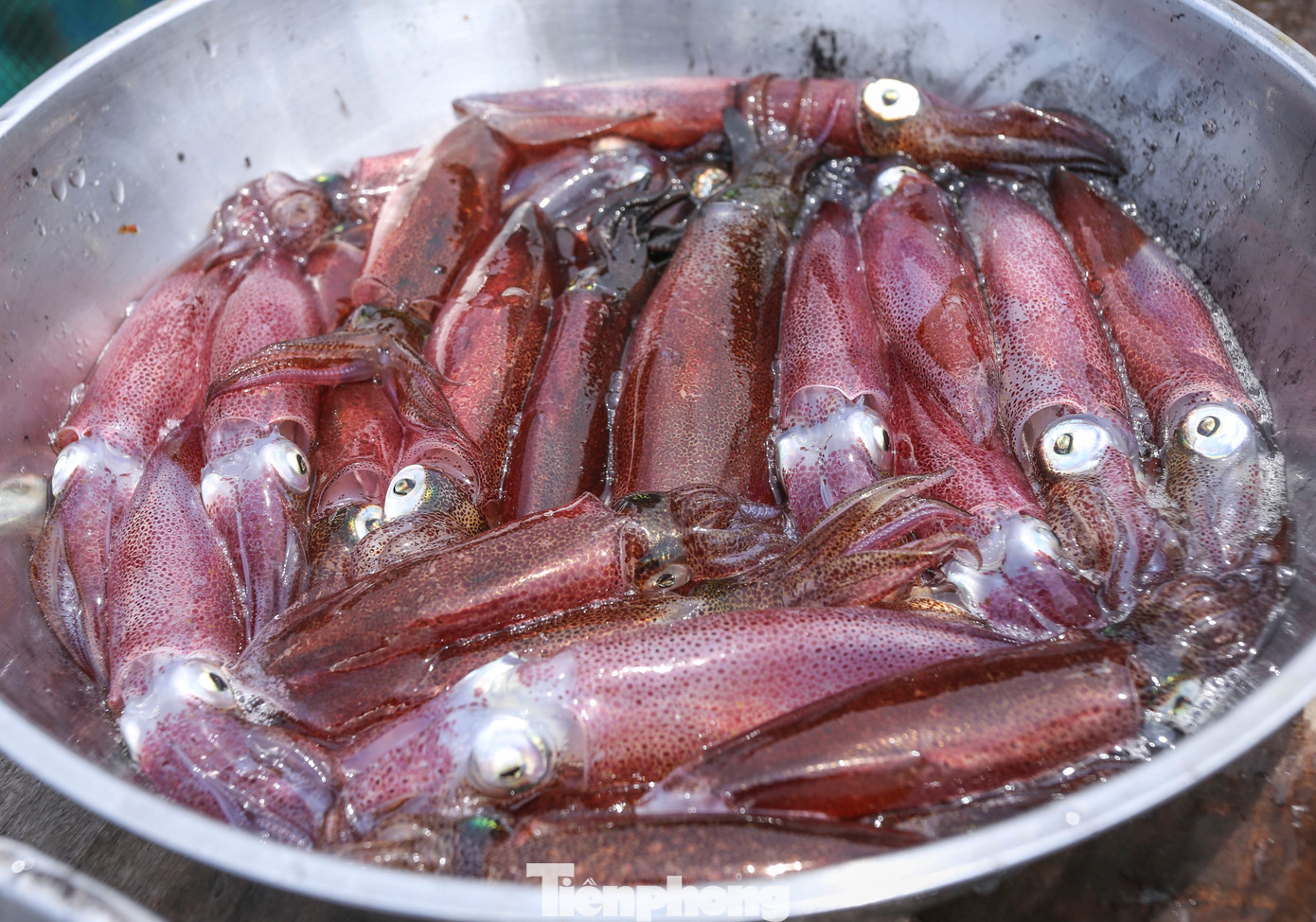 Lãnh đạo địa phương cho biết, mực nhảy ở Vũng Áng trở thành đặc sản nổi tiếng. Mực ở đây ngon là nhờ vào sự khác biệt từ độ mặn tại vùng biển này. Biển Vũng Áng độ mặn khá cao, xấp xỉ 3.5 (độ mặn lý tưởng của nước biển) làm hương vị của mực nhảy Vũng Áng, Hà Tĩnh rất đặc trưng, đậm đà, tươi ngon và giá cả đắt đỏ hơn những nơi khác. Lãnh đạo địa phương cho biết, mực nhảy ở Vũng Áng trở thành đặc sản nổi tiếng. Mực ở đây ngon là nhờ vào sự khác biệt từ độ mặn tại vùng biển này. Biển Vũng Áng độ mặn khá cao, xấp xỉ 3.5 (độ mặn lý tưởng của nước biển) làm hương vị của mực nhảy Vũng Áng, Hà Tĩnh rất đặc trưng, đậm đà, tươi ngon và giá cả đắt đỏ hơn những nơi khác.