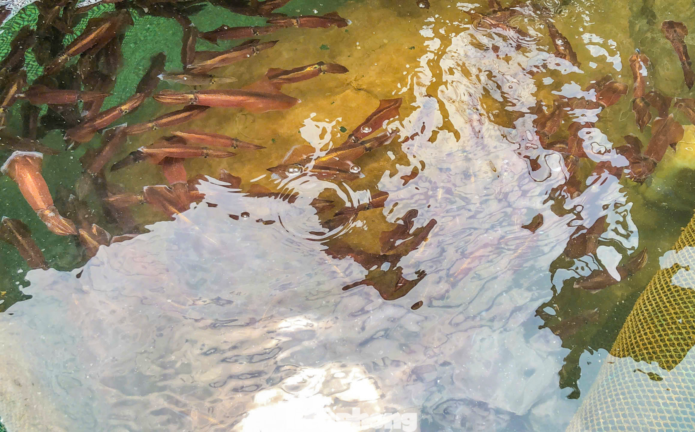 Mùa mực nhảy ở khu vực biển Vũng Áng (xã Kỳ Lợi, thị xã Kỳ Anh, Hà Tĩnh) bắt đầu từ tháng 3 đến hết tháng 7 âm lịch. Mùa mực nhảy ở khu vực biển Vũng Áng (xã Kỳ Lợi, thị xã Kỳ Anh, Hà Tĩnh) bắt đầu từ tháng 3 đến hết tháng 7 âm lịch.