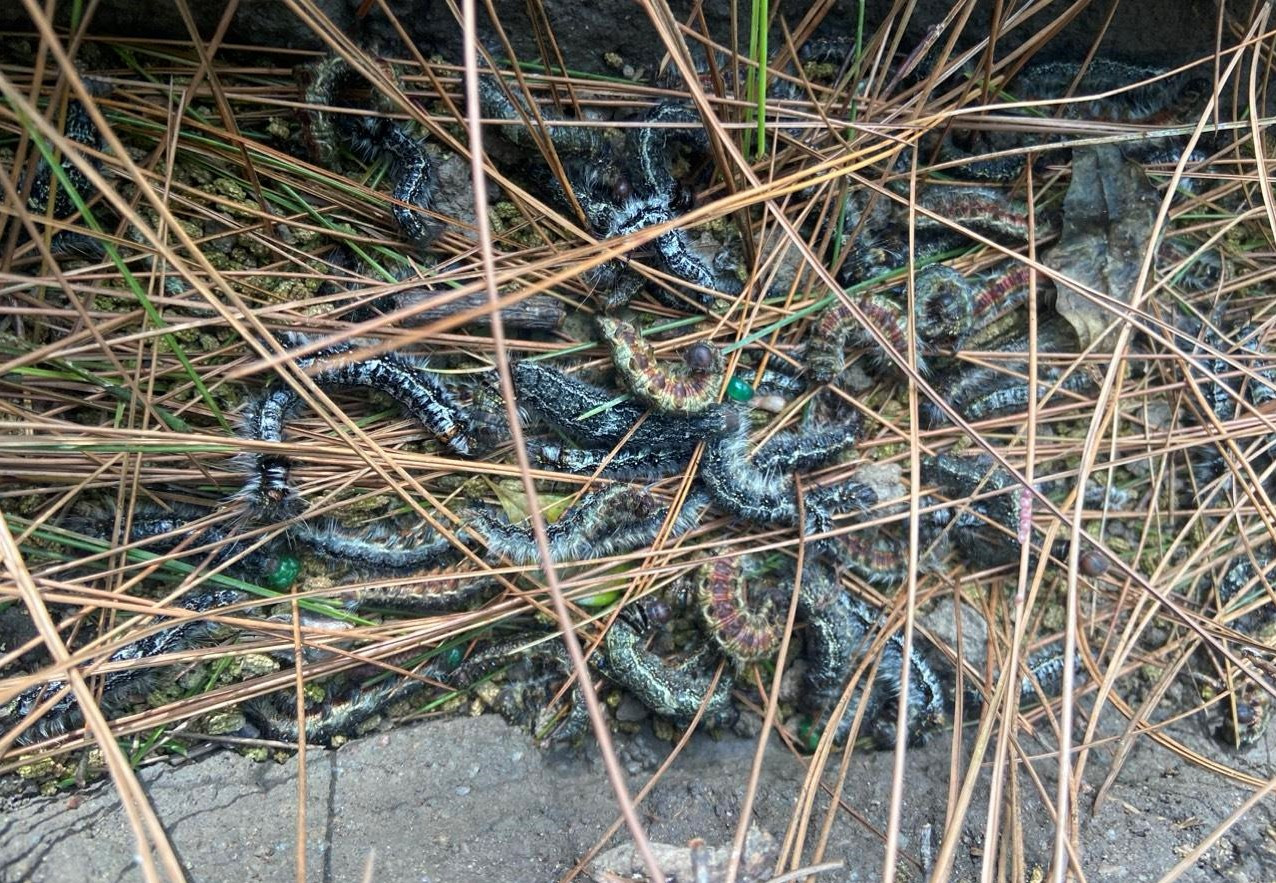 Sâu róm xuất hiện dày đặc trên rừng thông ở Hà Tĩnh.