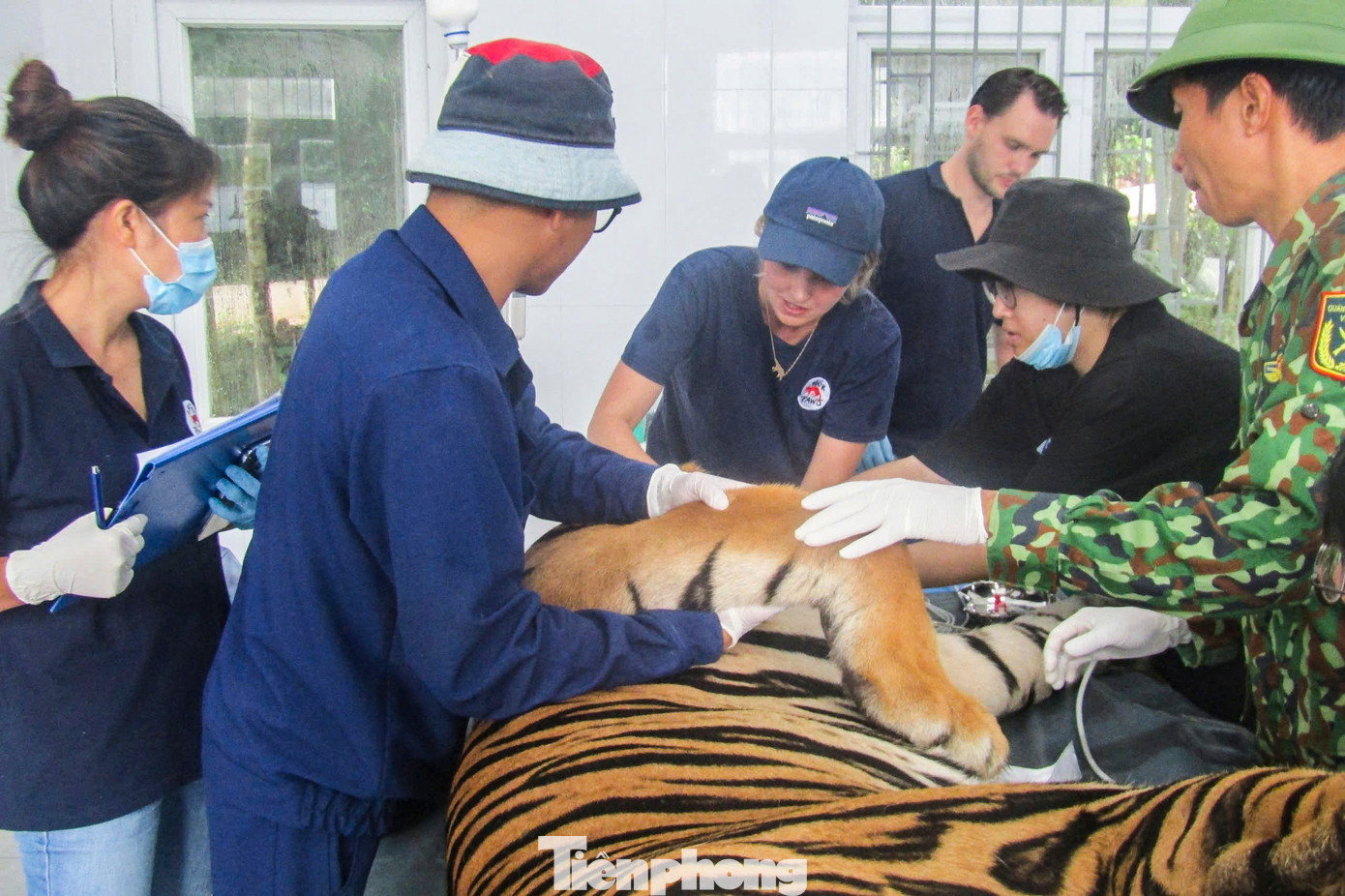 7 cá thể hổ Đông Dương này từng được giải cứu vào tháng 8/2021 từ một chuyên án buôn bán trái phép động vật quý hiếm do Công an tỉnh Nghệ An triệt xóa. 7 con hổ được đưa về Vườn Quốc gia Pù Mát (Nghệ An) chăm sóc, và tháng 3/2022, thì bàn giao cho Vườn Quốc gia Phong Nha - Kẻ Bàng nhằm tạo điều kiện để hổ phát triển tốt hơn. Tại đây, các cá thể hổ được chăm sóc, nuôi dưỡng, tiêm chủng vaccine. 7 cá thể hổ Đông Dương này từng được giải cứu vào tháng 8/2021 từ một chuyên án buôn bán trái phép động vật quý hiếm do Công an tỉnh Nghệ An triệt xóa. 7 con hổ được đưa về Vườn Quốc gia Pù Mát (Nghệ An) chăm sóc, và tháng 3/2022, thì bàn giao cho Vườn Quốc gia Phong Nha - Kẻ Bàng nhằm tạo điều kiện để hổ phát triển tốt hơn. Tại đây, các cá thể hổ được chăm sóc, nuôi dưỡng, tiêm chủng vaccine.