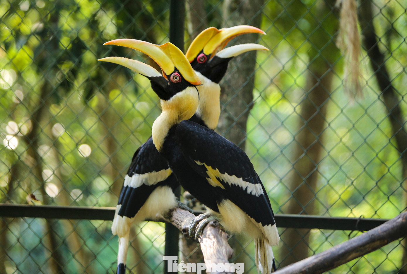 Cùng với hổ, nhiều loại động vật nằm trong sách đỏ cũng được chăm sóc tại đây, đặc biệt là 5 cá thể chim Hồng Hoàng. Chim hồng hoàng tên khoa học là Buceros bicornis, hay còn gọi là "phượng hoàng đất", thuộc họ hồng hoàng, bộ sả, lớp chim. Trọng lượng chim có thể lên đến 4kg, đạt chiều dài cơ thể 90-122cm. Những con trưởng thành có sải cánh rộng đến 1,6m. Hồng hoàng sinh sống ở các khu rừng của Ấn Độ, Đông Nam Á và miền nam Trung Quốc, thuộc nhóm Ib - các loài động vật rừng đang bị đe dọa tuyệt chủng, nghiêm cấm khai thác, sử dụng vì mục đích thương mại. Cùng với hổ, nhiều loại động vật nằm trong sách đỏ cũng được chăm sóc tại đây, đặc biệt là 5 cá thể chim Hồng Hoàng. Chim hồng hoàng tên khoa học là Buceros bicornis, hay còn gọi là "phượng hoàng đất", thuộc họ hồng hoàng, bộ sả, lớp chim. Trọng lượng chim có thể lên đến 4kg, đạt chiều dài cơ thể 90-122cm. Những con trưởng thành có sải cánh rộng đến 1,6m. Hồng hoàng sinh sống ở các khu rừng của Ấn Độ, Đông Nam Á và miền nam Trung Quốc, thuộc nhóm Ib - các loài động vật rừng đang bị đe dọa tuyệt chủng, nghiêm cấm khai thác, sử dụng vì mục đích thương mại.