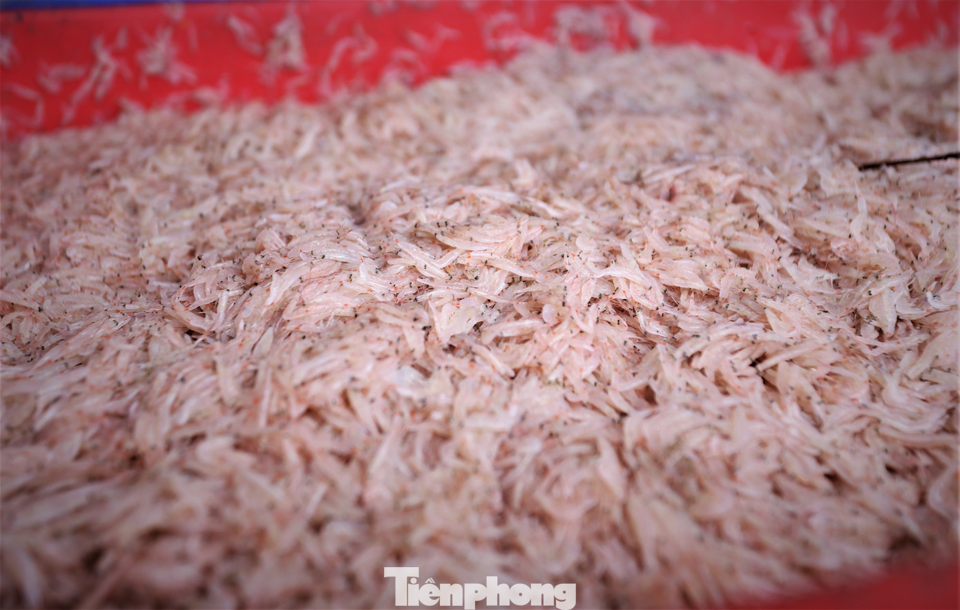 “Tuy không phải là vụ mùa tép nhưng ngư dân đánh bắt được khá nhiều. Mỗi ngày chúng tôi thu mua 15-20 tấn tép biển”, chị Hoàng Thêm – thương lái thu mua chia sẻ.