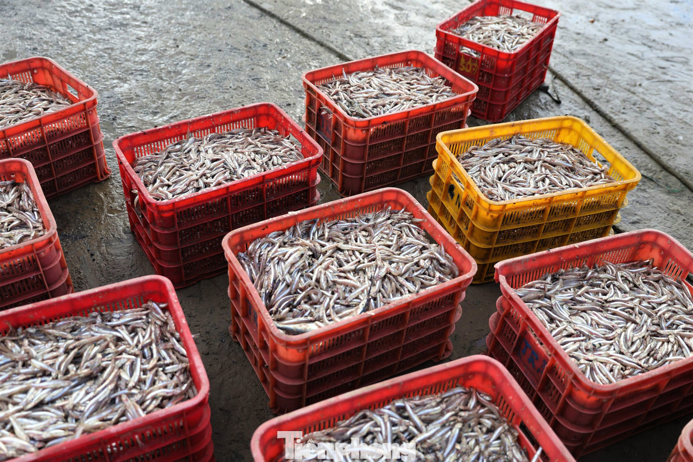 Lãnh đạo UBND Xã Kỳ Ninh cho hay, địa phương có hàng chục tàu thuyền đánh bắt gần bờ. Với cá cơm ngư dân đánh bắt được nhiều, hầu hết các thương lái tại địa phương sẽ thu mua để chế biến nước mắm hoặc nhập cho các tỉnh bạn.