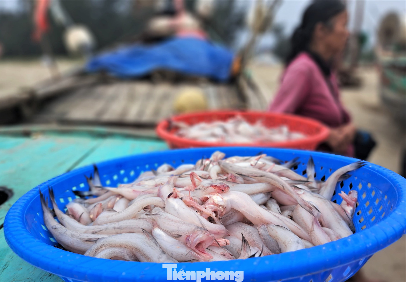 Ông Trần Anh Khoa - Chủ tịch UBND xã Xuân Yên cho biết, toàn xã có hơn 235 tàu, thuyền đánh bắt hải sản, công suất 6-24CV. Trong đó có hơn 150 thuyền ra khơi thường xuyên. Những ngày qua, các thuyền trúng đậm ghẹ, cá cháo đã đưa lại thu nhập cao cho ngư dân, giúp bà con phấn khởi vươn khơi bám biển.