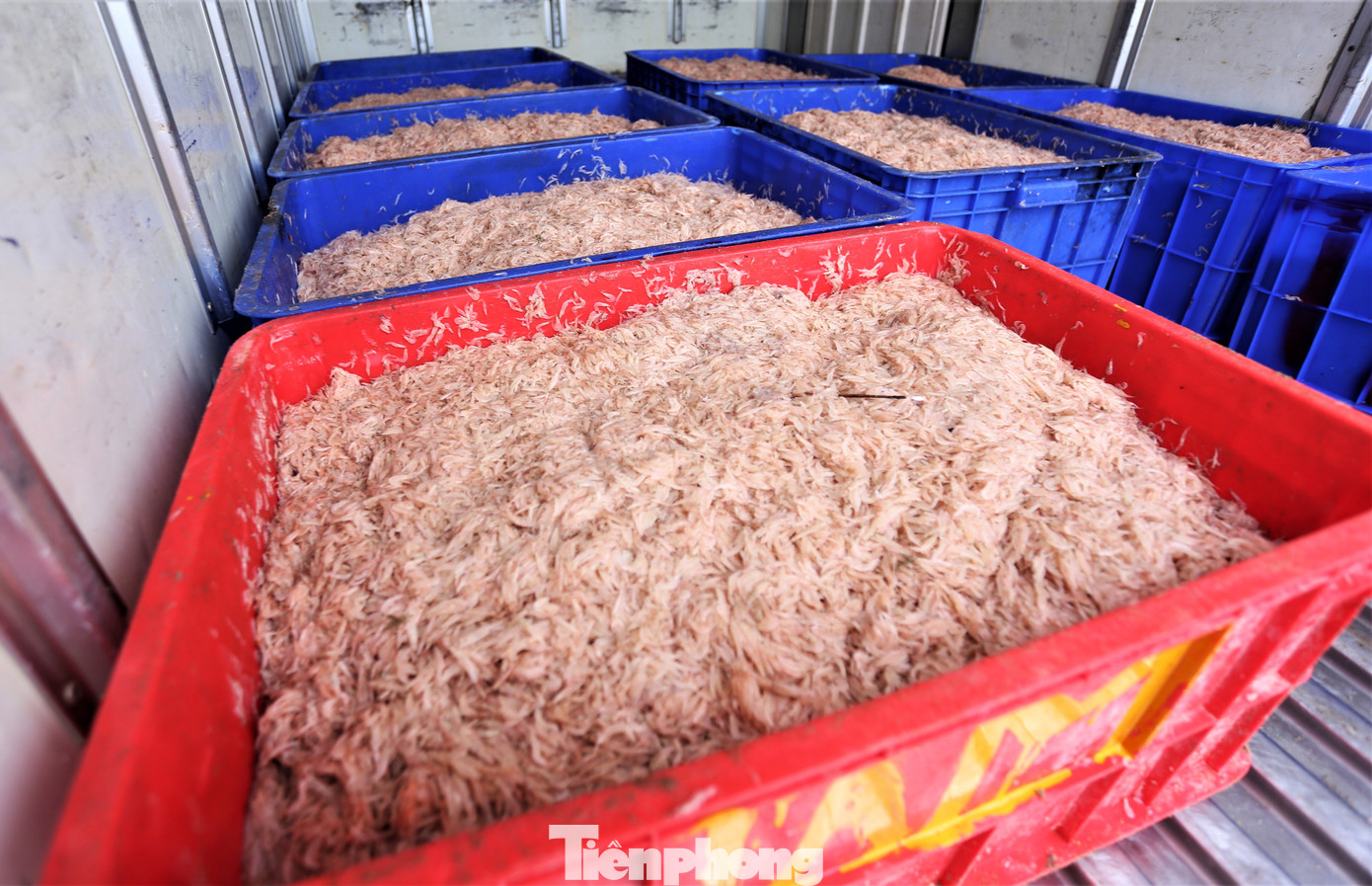 “Tuy không phải là vụ mùa tép nhưng ngư dân đánh bắt được khá nhiều. Mỗi ngày chúng tôi thu mua 15-20 tấn tép biển”, chị Hoàng Thêm – thương lái thu mua chia sẻ.