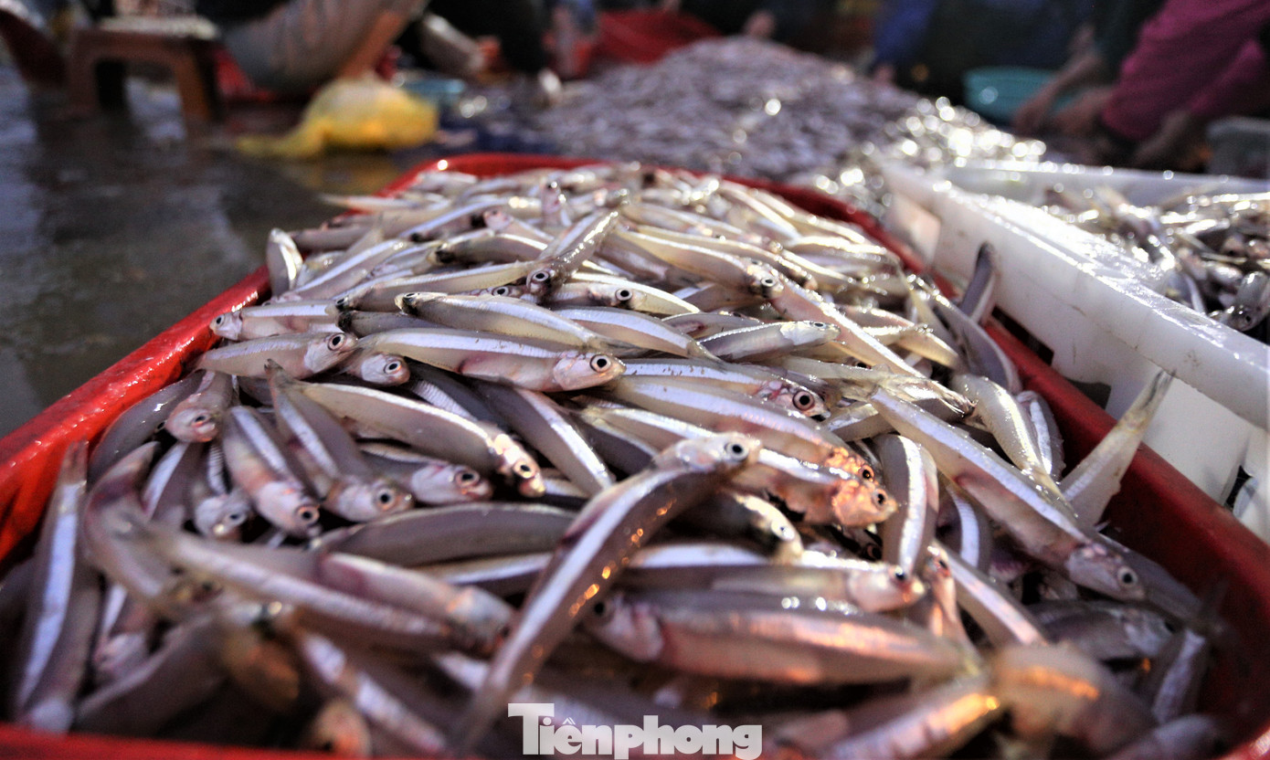 Cá cơm gồm nhiều loại như cơm bạc, cơm than, cơm mờm.., được nhập tại bến cho các thương lái với giá từ 10.000-15.000 đồng/kg... Trừ chi phí ngư dân thu lãi gần 30 triệu đồng.