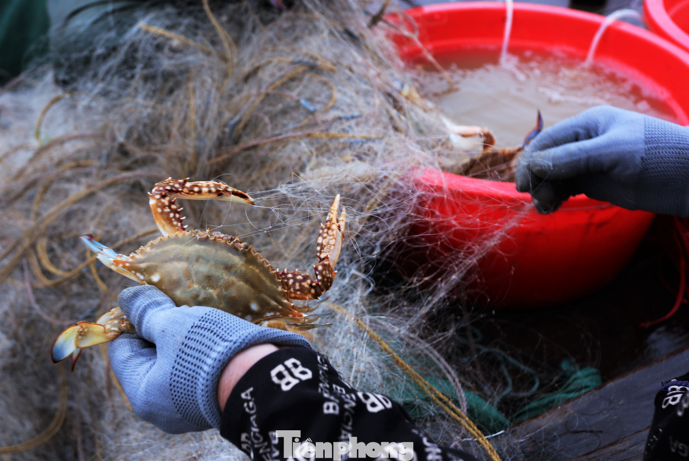 Những mớ ghẹ gỡ ra từ lưới, tươi rói được thương lái và người dân thu mua tại bãi thuyền.