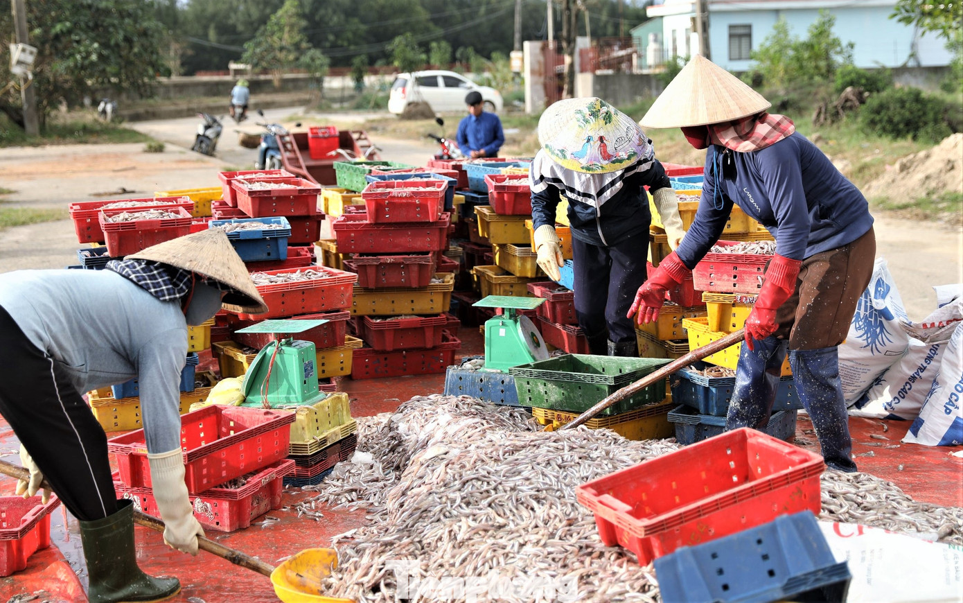 Tại vùng biển xã Kỳ Ninh (thị xã Kỳ Anh), nhiều ngày qua, các ngư dân cũng liên tục trúng đậm các mẻ cá cơm đầu mùa. Theo ngư dân địa phương, cá cơm có rải rác quanh năm nhưng cao điểm thường vào giai đoạn từ tháng 11 âm lịch năm trước đến tháng 3 âm lịch năm sau. Mùa này, mỗi tàu trúng từ 1-2 tấn, có tàu trúng đến 5 tấn sau mỗi chuyến biển.