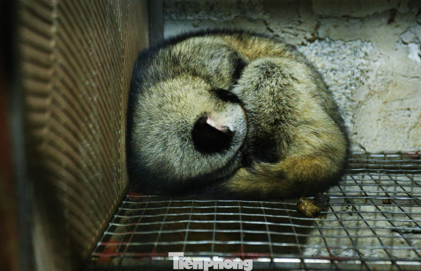 Do tập tính hoang dã, ban ngày chồn thường ngủ, chỉ thức dậy vào tầm chiều và ban đêm để kiếm ăn. Nước uống cho chồn phải sạch và qua xử lý kỹ nhằm tránh các bệnh liên quan đến đường ruột.