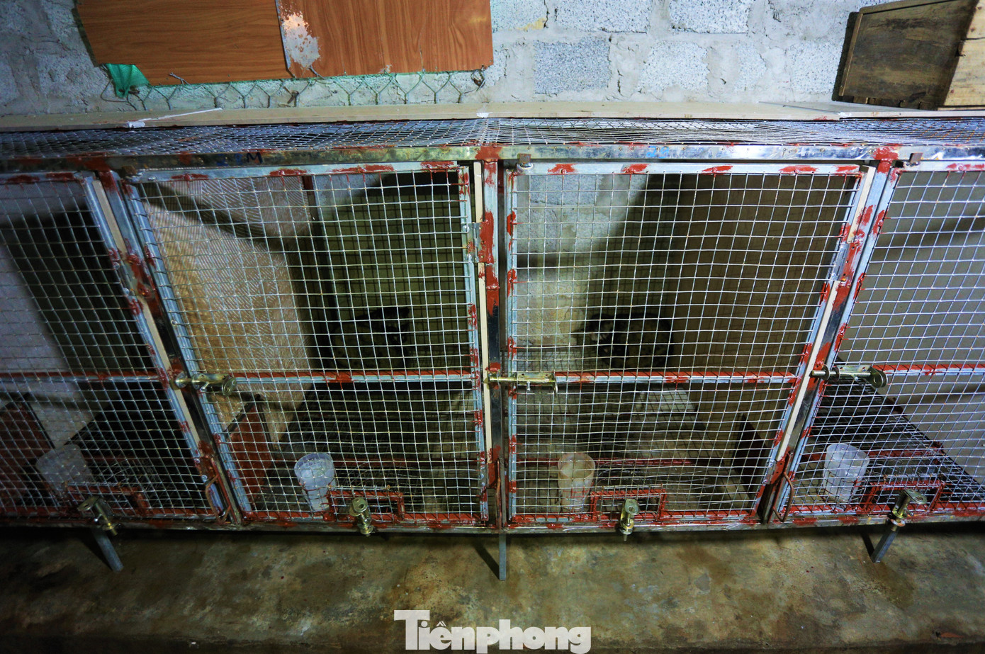 Anh Đức đầu tư tiền tỷ để xây dựng hệ thống chuồng hiện đại, khép kín. Chuồng được thiết kế dạng lồng sắt cao khoảng 70cm, rộng khoảng 1m2, bố trí trên giá đỡ cách nền 30-50cm để thông thoáng, tránh ẩm thấp và tiện vệ sinh chuồng trại.