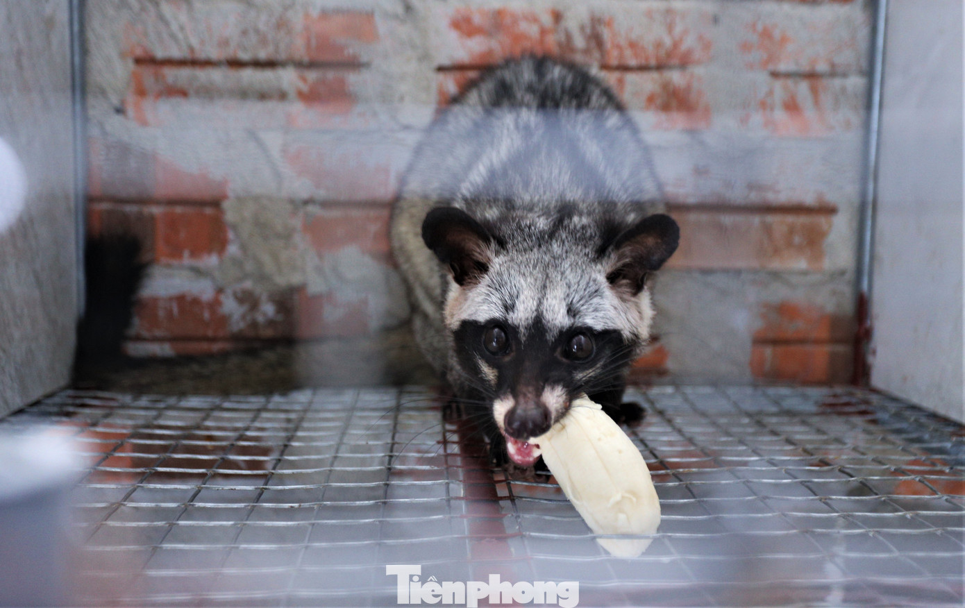 Mỗi ngày cho ăn 1 lần vào các buổi chiều. Theo tính toán, mỗi ngày, chi phí thức ăn cho chồn hương chỉ tốn khoảng 2.000-3.000 đồng/con, thậm chí nhiều hộ nuôi có thể khép kín, tự cung, tự cấp để tiết giảm tối đa chi phí.