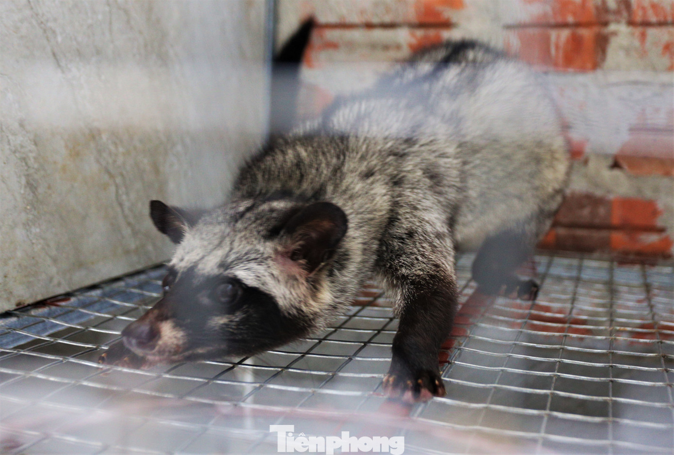 Chuồng được phân chia thành các khu riêng biệt: Khu nuôi cá thể, khu nuôi các cặp chồn vợ chồng, khu nuôi chồn sơ sinh… Tùy giai đoạn phát triển, sẽ nhốt chồn trong lồng theo tỷ lệ 1-2 hoặc nhiều con.