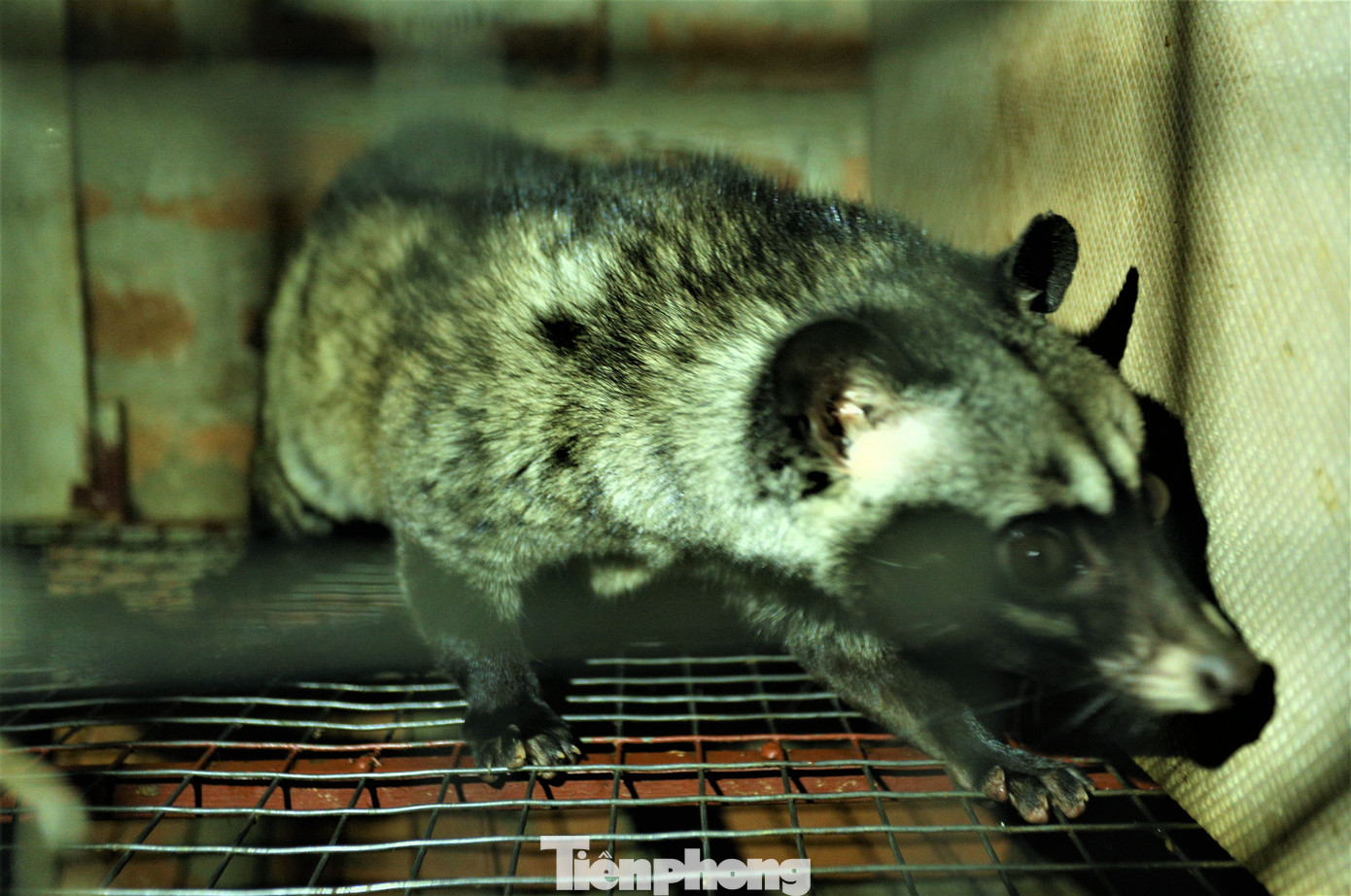 Ngoài ra, anh sẽ đứng ra cung ứng giống, bao tiêu sản phẩm, chuyển giao kỹ thuật cho người có mong muốn đầu tư nuôi loài động vật này.