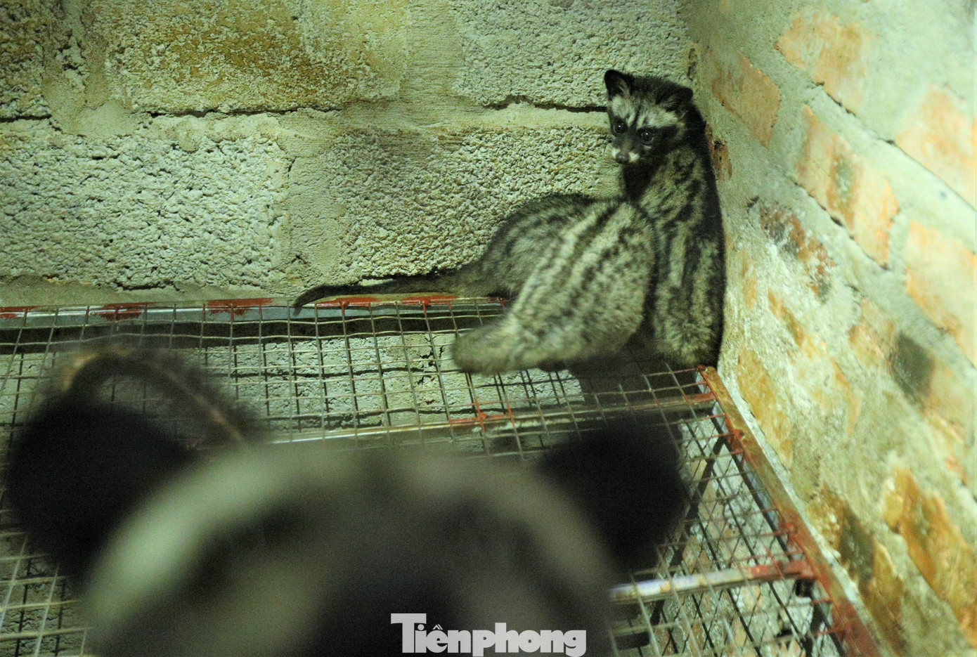 Chuồng được phân chia thành các khu riêng biệt: Khu nuôi cá thể, khu nuôi các cặp chồn vợ chồng, khu nuôi chồn sơ sinh… Tùy giai đoạn phát triển, sẽ nhốt chồn trong lồng theo tỷ lệ 1-2 hoặc nhiều con.