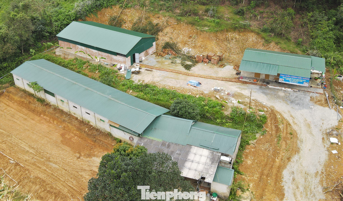 Với hai khu chuồng diện tích hơn 500m2, anh Đức nuôi khoảng 700 con chồn hương, chủ yếu chồn sinh sản để bán giống ra thị trường.