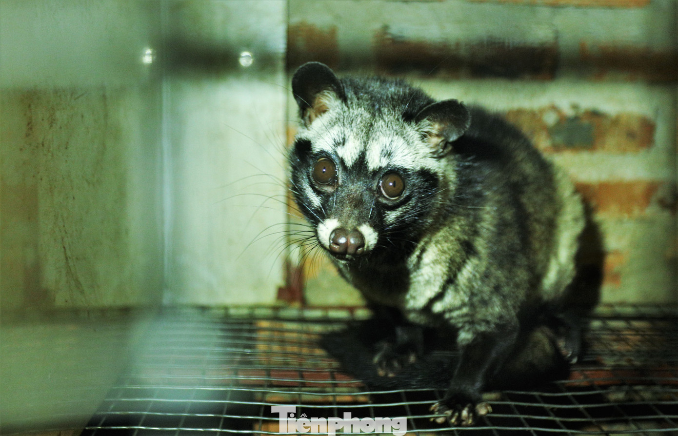 Chuồng được phân chia thành các khu riêng biệt: Khu nuôi cá thể, khu nuôi các cặp chồn vợ chồng, khu nuôi chồn sơ sinh… Tùy giai đoạn phát triển, sẽ nhốt chồn trong lồng theo tỷ lệ 1-2 hoặc nhiều con.