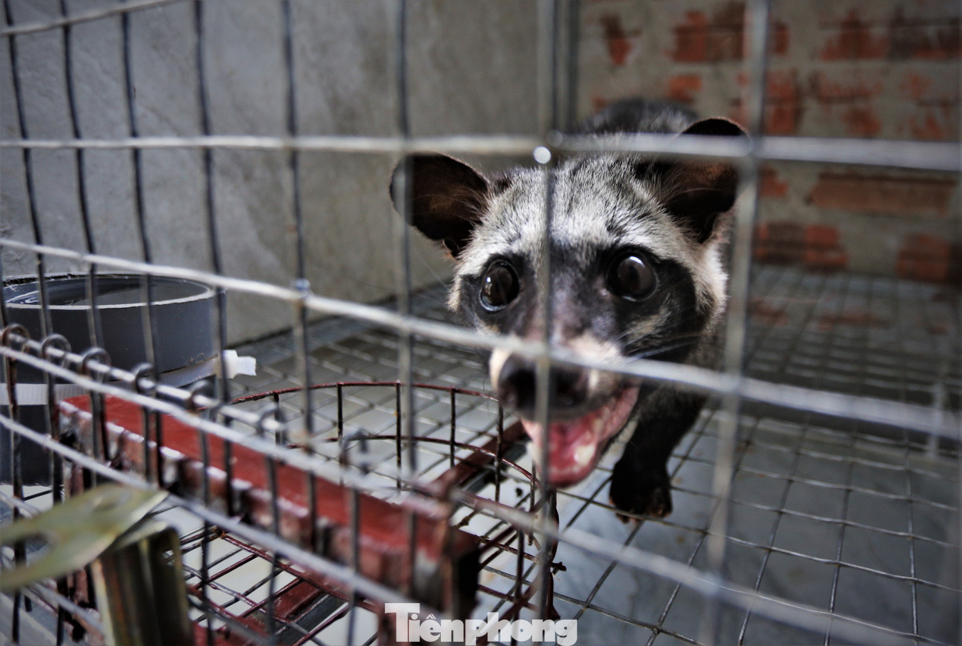 Trang trại chồn hương Đức Thắng của anh Nguyễn Văn Đức (sinh năm 1984) rộng khoảng 1ha, tại thôn Anh Hùng, xã Thượng Lộc, huyện Can Lộc (tỉnh Hà Tĩnh) được biết đến là trang trại nuôi chồn hương lớn nhất tỉnh này.