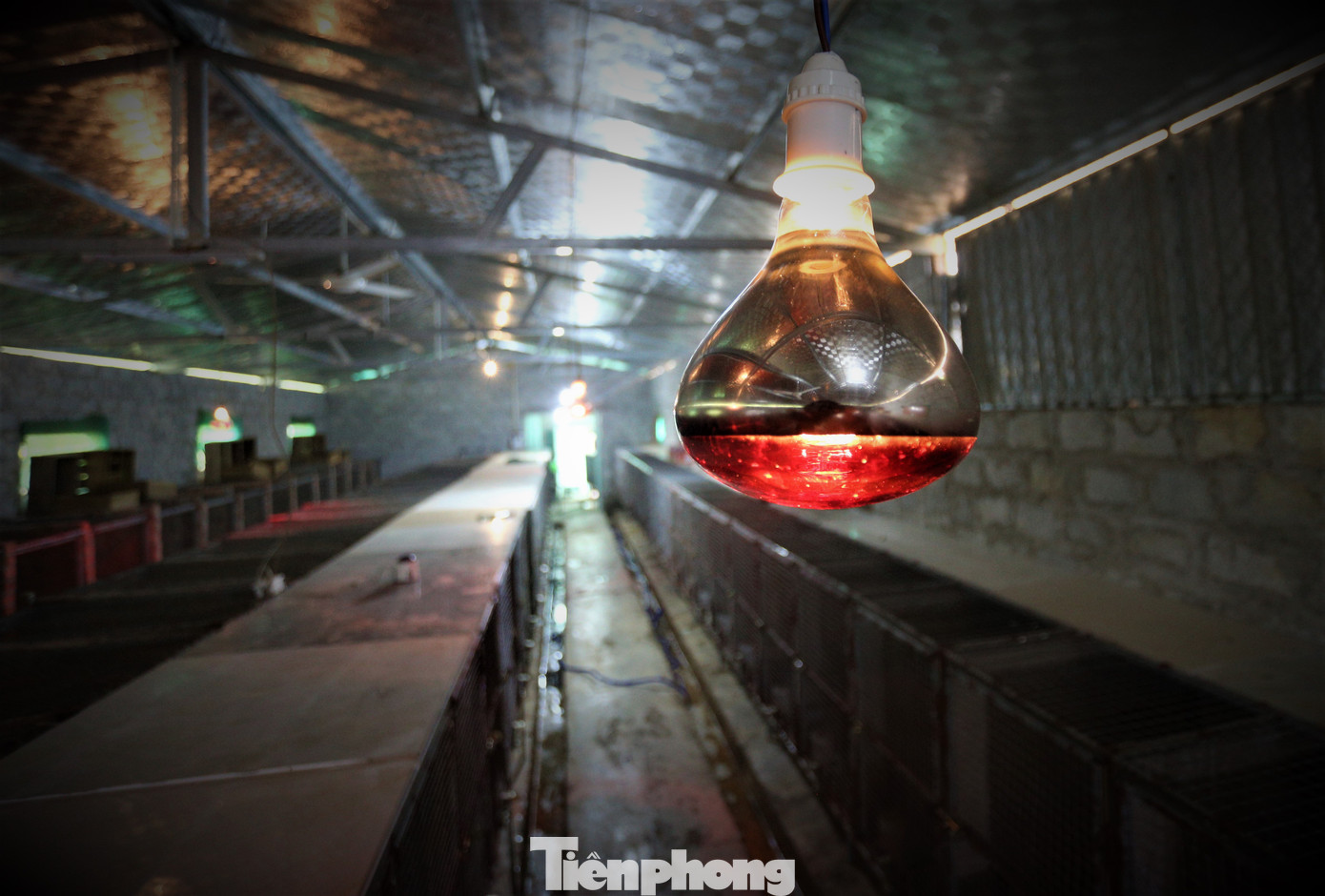 Trong chuồng lắp đặt camera, bóng sưởi vào mùa đông, quạt trần vào mùa hè.