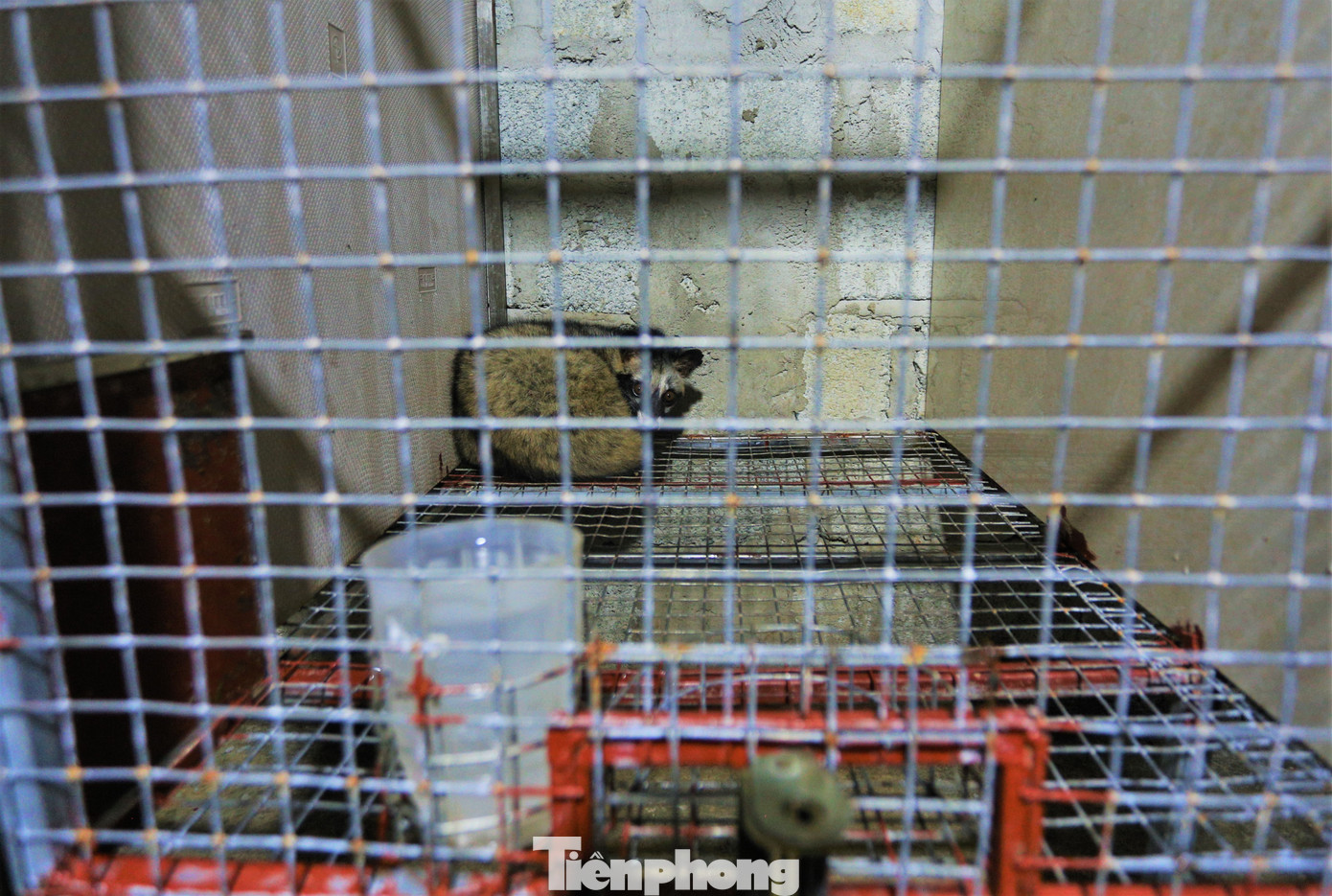 Anh Đức đầu tư tiền tỷ để xây dựng hệ thống chuồng hiện đại, khép kín. Chuồng được thiết kế dạng lồng sắt cao khoảng 70cm, rộng khoảng 1m2, bố trí trên giá đỡ cách nền 30-50cm để thông thoáng, tránh ẩm thấp và tiện vệ sinh chuồng trại.