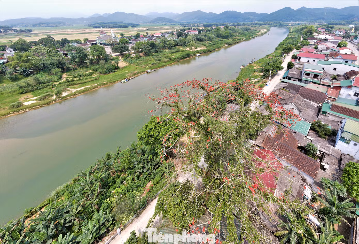 Hoa gạo gắn với khung cảnh làng quê thơ mộng khiến những ai đi xa càng nhớ nhung da diết cảnh sắc quê hương.