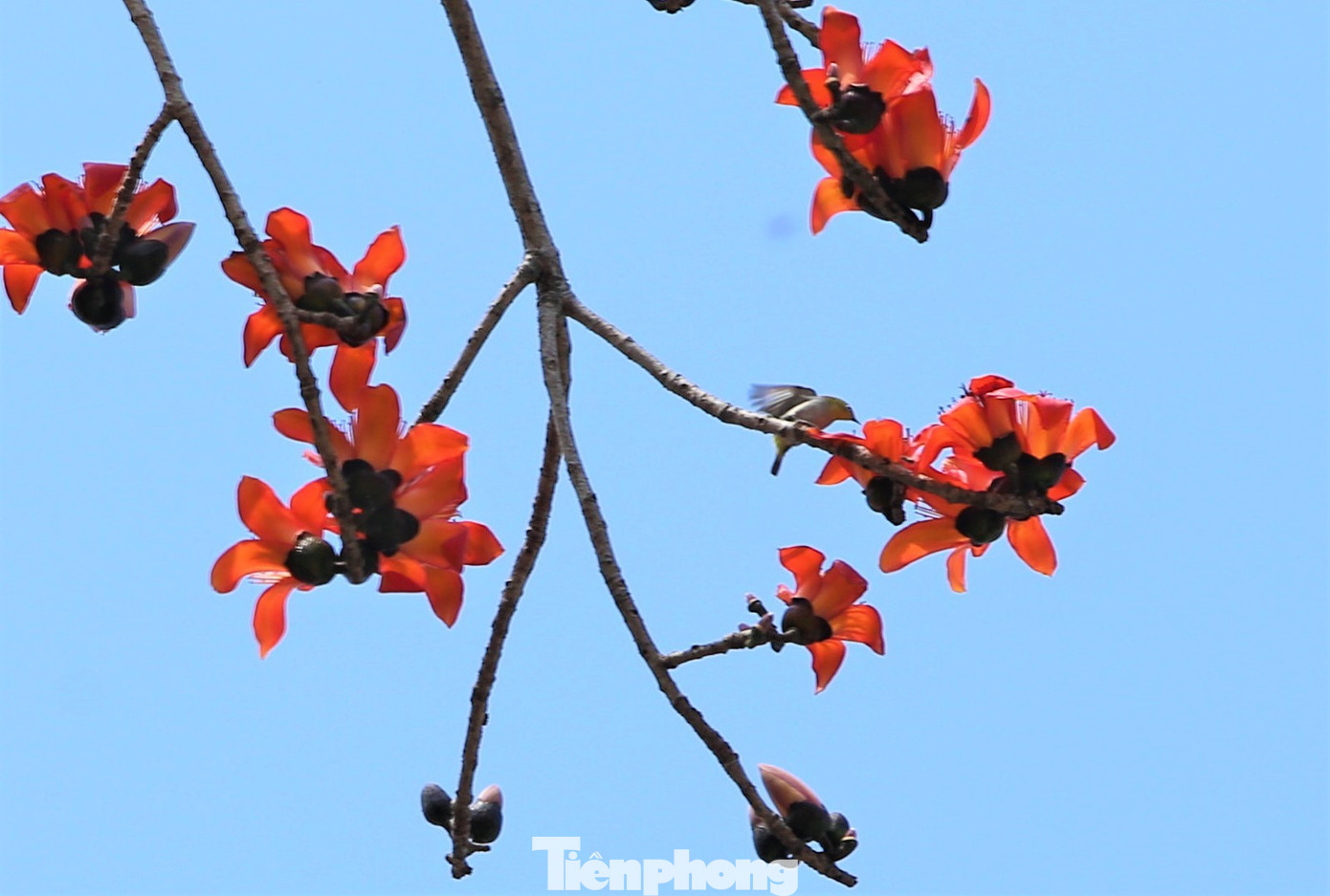 "Mỗi mùa hoa gạo nở, đủ loài chim kéo về đây hót ríu rít. Nhiều người đến Khu lưu niệm Đại thi hào Nguyễn Du cũng ghé qua cây gạo để ngắm hoa, chụp ảnh”, ông Thắng (trú huyện Nghi Xuân) cho hay.