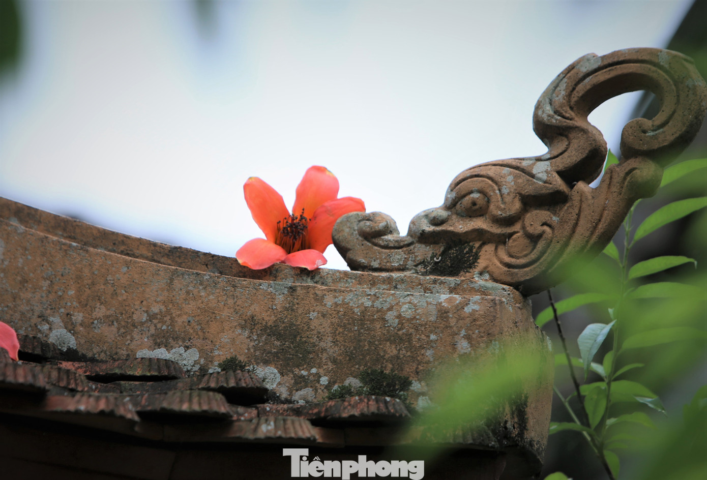 Hoa gạo còn gọi là hoa mộc miên. Hoa có 5 cánh với màu sắc đỏ thắm. Hoa bắt đầu nở từ đầu tháng 3 và kéo dài đến giữa tháng 4. Khi hoa kết hạt, hạt và bụi bông trắng theo gió bay lãng đãng trắng trời để lại ươm mầm thành cây.