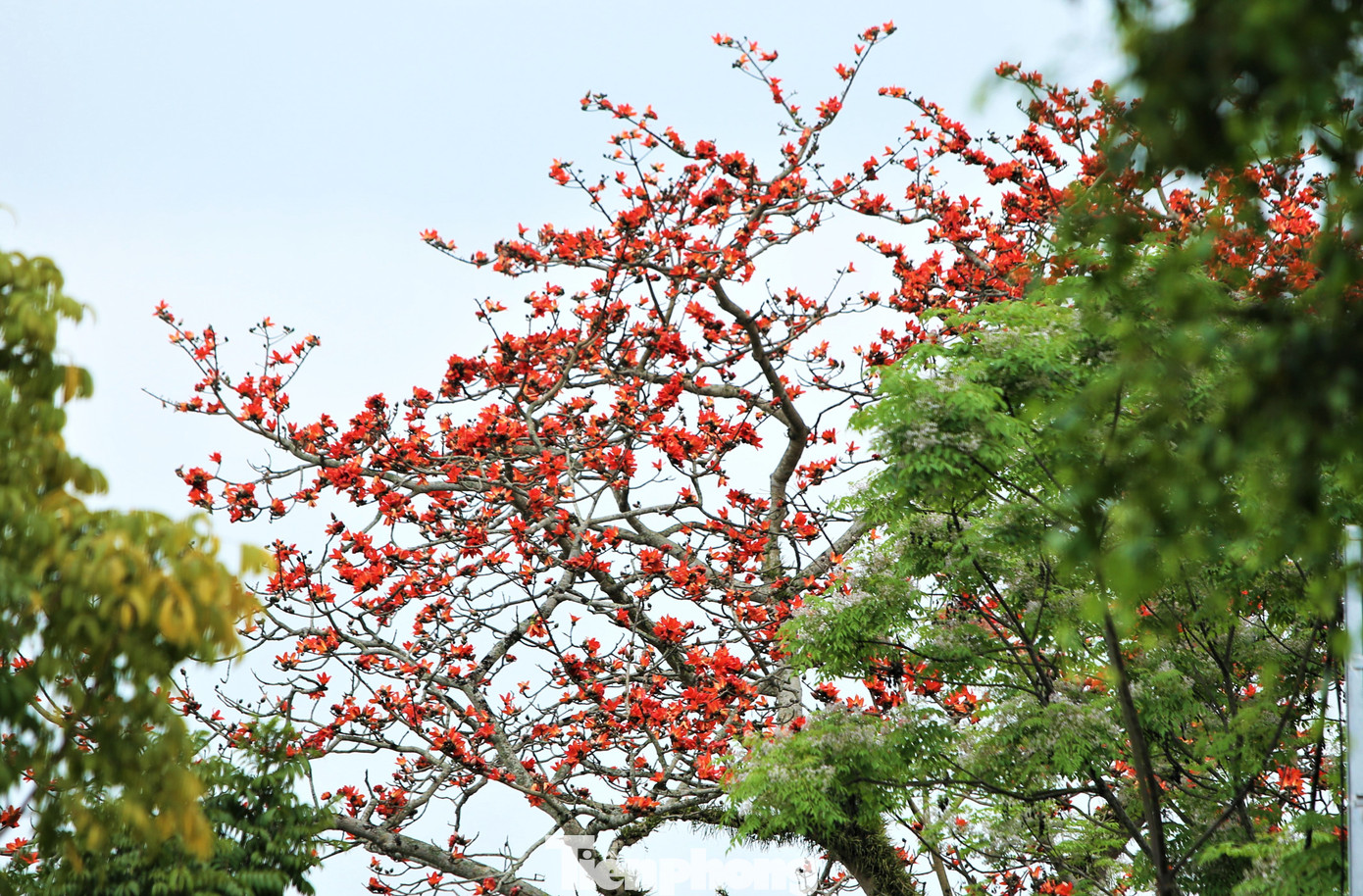 Theo người dân địa phương, hoa gạo nở báo hiệu mùa xuân đã qua đi, mùa hạ đang đến gần.
