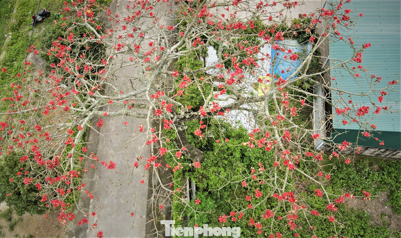 Hoa gạo gắn với khung cảnh làng quê thơ mộng khiến những ai đi xa càng nhớ nhung da diết cảnh sắc quê hương.