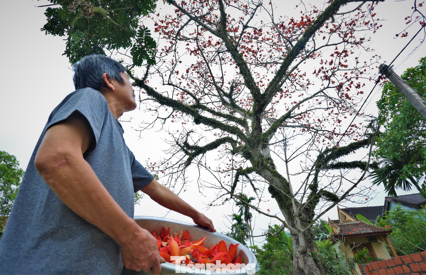 Khoảng vài tuần qua, những cây hoa gạo thay nhau đua nở đỏ rực, tạo nên hình ảnh rất đẹp mắt.