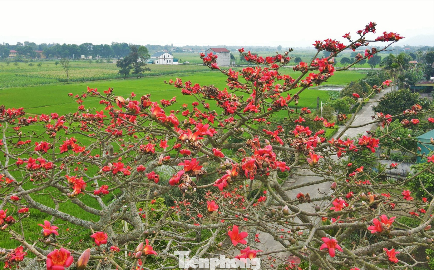 Người dân địa phương không biết những cây hoa gạo có từ khi nào. Người lớn tuổi nhất ở đây cũng chỉ biết từ nhỏ đã thấy những cây gạo cao lớn, nở rực hoa. Với cây gạo ở tổ dân phố Phong Giang (thị trấn Tiên Điền) ước chừng đã trên 100 năm tuổi, một cây khác ở gần đó tuổi đời còn nhiều hơn gấp đôi.
