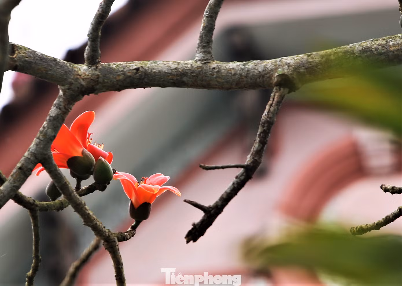 Người dân địa phương không biết những cây hoa gạo có từ khi nào. Người lớn tuổi nhất ở đây cũng chỉ biết từ nhỏ đã thấy những cây gạo cao lớn, nở rực hoa. Với cây gạo ở tổ dân phố Phong Giang (thị trấn Tiên Điền) ước chừng đã trên 100 năm tuổi, một cây khác ở gần đó tuổi đời còn nhiều hơn gấp đôi.