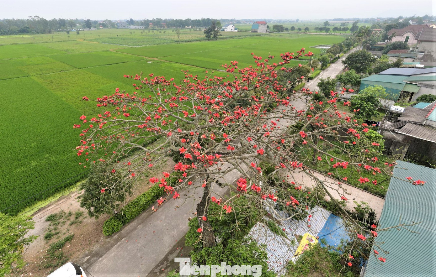 Những ngày cuối tháng 3, nếu có dịp đi về thị trấn Tiên Điền, huyện Nghi Xuân (Hà Tĩnh) – quê hương Đại thi hào Nguyễn Du, bất kỳ ai cũng bị thu hút bởi “đám lửa” hoa gạo (còn gọi là hoa mộc miên) đỏ rực trên mảnh đất này. Nhìn từ xa, giữa khung cảnh làng quê yên ả, cây gạo nở đỏ rực rỡ, nổi bật giữa lùm cây xanh rất đẹp mắt.