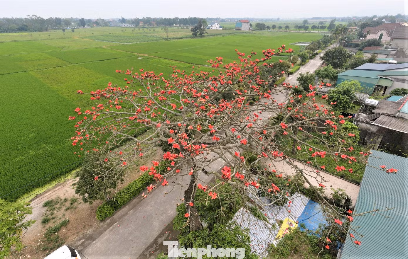Những ngày cuối tháng 3, nếu có dịp đi về thị trấn Tiên Điền, huyện Nghi Xuân (Hà Tĩnh) – quê hương Đại thi hào Nguyễn Du, bất kỳ ai cũng bị thu hút bởi “đám lửa” hoa gạo (còn gọi là hoa mộc miên) đỏ rực trên mảnh đất này. Nhìn từ xa, giữa khung cảnh làng quê yên ả, cây gạo nở đỏ rực rỡ, nổi bật giữa lùm cây xanh rất đẹp mắt.