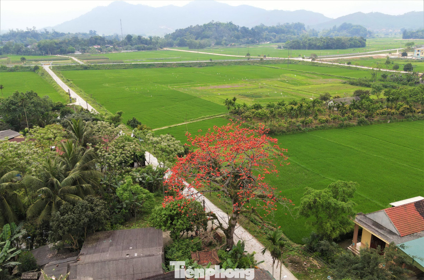 Hoa gạo gắn với khung cảnh làng quê thơ mộng khiến những ai đi xa càng nhớ nhung da diết cảnh sắc quê hương.