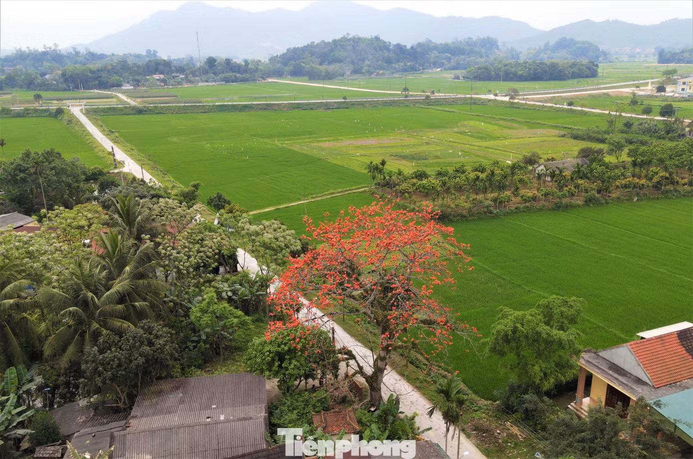 Hoa gạo gắn với khung cảnh làng quê thơ mộng khiến những ai đi xa càng nhớ nhung da diết cảnh sắc quê hương.