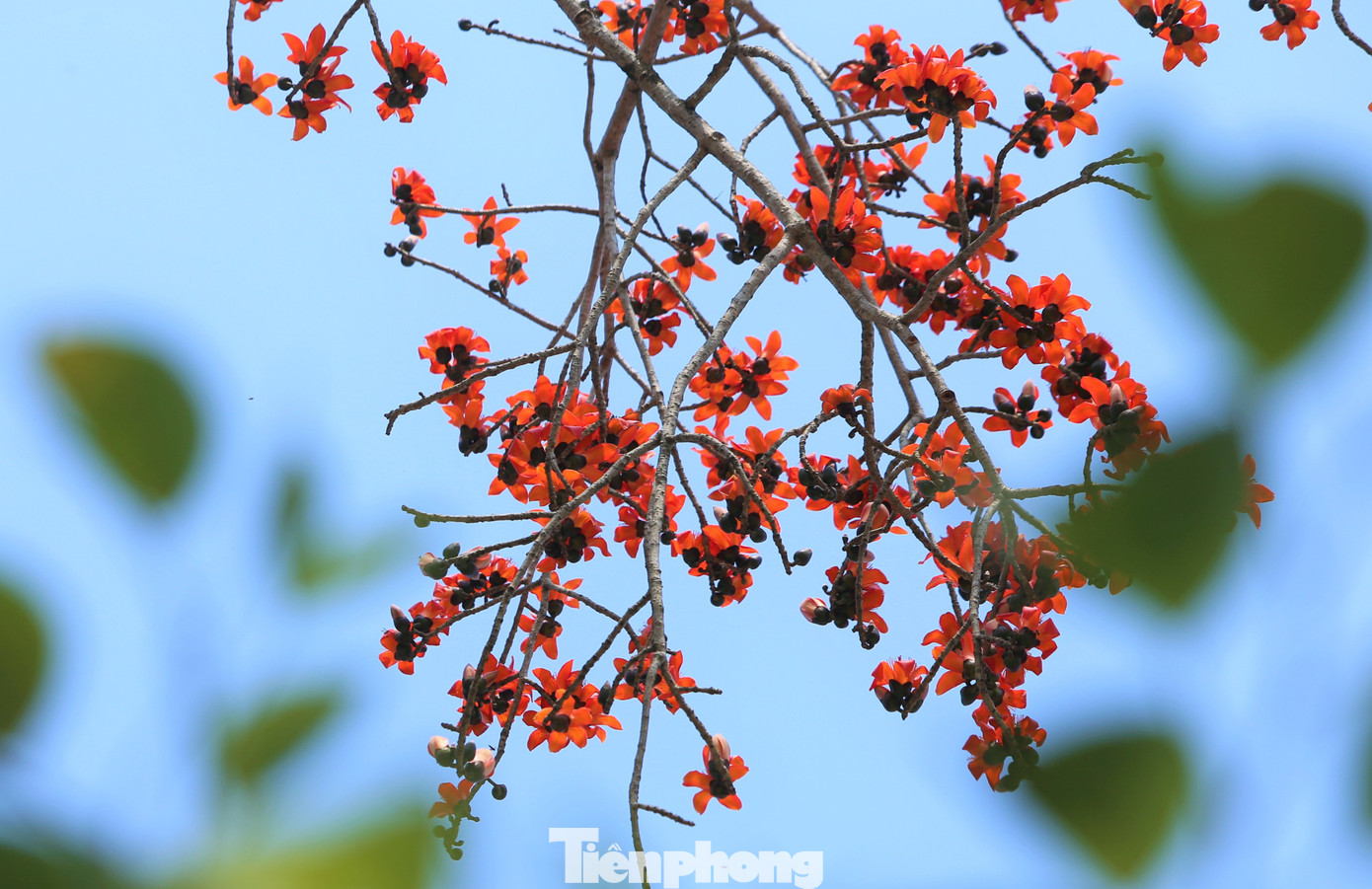 Người dân địa phương không biết những cây hoa gạo có từ khi nào. Người lớn tuổi nhất ở đây cũng chỉ biết từ nhỏ đã thấy những cây gạo cao lớn, nở rực hoa. Với cây gạo ở tổ dân phố Phong Giang (thị trấn Tiên Điền) ước chừng đã trên 100 năm tuổi, một cây khác ở gần đó tuổi đời còn nhiều hơn gấp đôi.