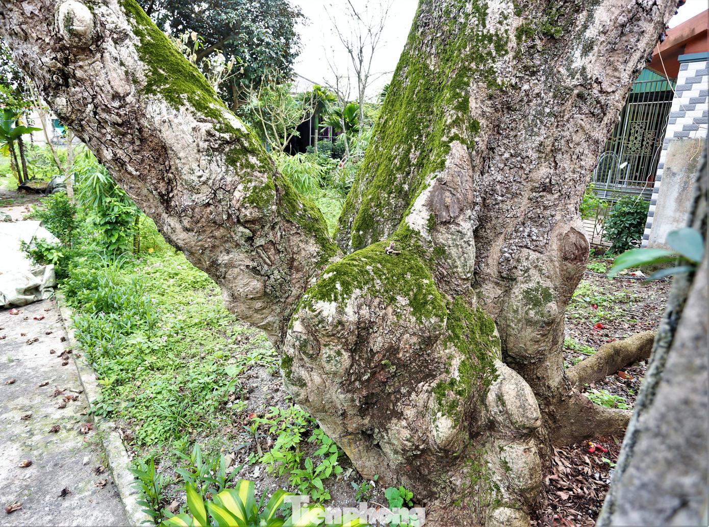 Cây hoa gạo trong vườn gia đình ông Đặng Tất Thắng (SN 1955) và bà Nguyễn Thị Chỉnh (SN 1954) tại khối 2, thị trấn Tiên Điền có tuổi đời khoảng 200 năm. Gốc cây to, sần sùi, phải nhiều người ôm mới xuể. Thân cây cao hàng chục mét, rêu bám xanh cùng nhưng bông hoa đỏ rực càng tạo nên bức tranh đặc biệt.